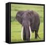 Africa. Tanzania. African elephant at the crater in the Ngorongoro Conservation Area.-Ralph H. Bendjebar-Framed Stretched Canvas