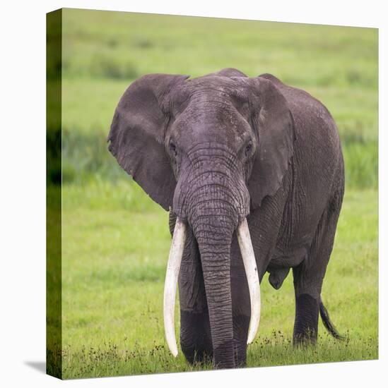 Africa. Tanzania. African elephant at the crater in the Ngorongoro Conservation Area.-Ralph H. Bendjebar-Stretched Canvas