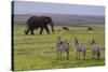 Africa. Tanzania. African elephant at the crater in the Ngorongoro Conservation Area.-Ralph H. Bendjebar-Stretched Canvas