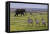 Africa. Tanzania. African elephant at the crater in the Ngorongoro Conservation Area.-Ralph H. Bendjebar-Framed Stretched Canvas