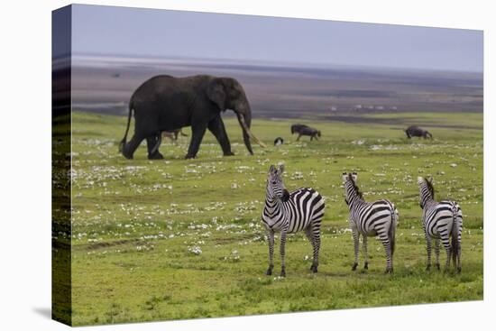 Africa. Tanzania. African elephant at the crater in the Ngorongoro Conservation Area.-Ralph H. Bendjebar-Stretched Canvas