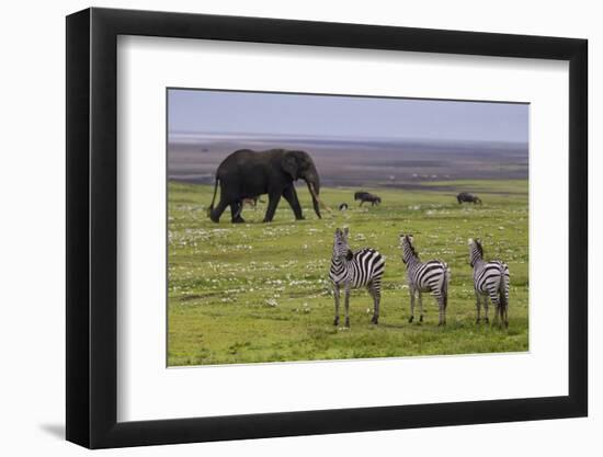 Africa. Tanzania. African elephant at the crater in the Ngorongoro Conservation Area.-Ralph H. Bendjebar-Framed Photographic Print