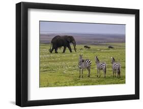 Africa. Tanzania. African elephant at the crater in the Ngorongoro Conservation Area.-Ralph H. Bendjebar-Framed Photographic Print