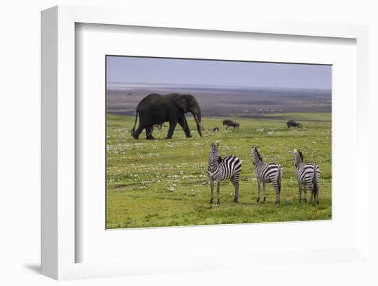 Africa. Tanzania. African elephant at the crater in the Ngorongoro Conservation Area.-Ralph H. Bendjebar-Framed Photographic Print