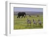 Africa. Tanzania. African elephant at the crater in the Ngorongoro Conservation Area.-Ralph H. Bendjebar-Framed Photographic Print