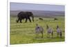 Africa. Tanzania. African elephant at the crater in the Ngorongoro Conservation Area.-Ralph H. Bendjebar-Framed Photographic Print