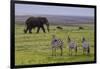 Africa. Tanzania. African elephant at the crater in the Ngorongoro Conservation Area.-Ralph H. Bendjebar-Framed Photographic Print