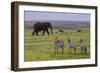 Africa. Tanzania. African elephant at the crater in the Ngorongoro Conservation Area.-Ralph H. Bendjebar-Framed Photographic Print