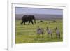 Africa. Tanzania. African elephant at the crater in the Ngorongoro Conservation Area.-Ralph H. Bendjebar-Framed Photographic Print