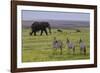 Africa. Tanzania. African elephant at the crater in the Ngorongoro Conservation Area.-Ralph H. Bendjebar-Framed Photographic Print