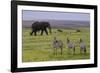 Africa. Tanzania. African elephant at the crater in the Ngorongoro Conservation Area.-Ralph H. Bendjebar-Framed Photographic Print