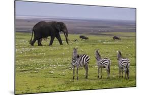 Africa. Tanzania. African elephant at the crater in the Ngorongoro Conservation Area.-Ralph H. Bendjebar-Mounted Photographic Print