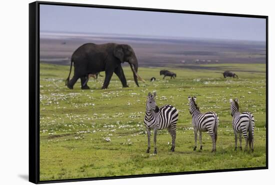 Africa. Tanzania. African elephant at the crater in the Ngorongoro Conservation Area.-Ralph H. Bendjebar-Framed Stretched Canvas