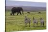 Africa. Tanzania. African elephant at the crater in the Ngorongoro Conservation Area.-Ralph H. Bendjebar-Stretched Canvas