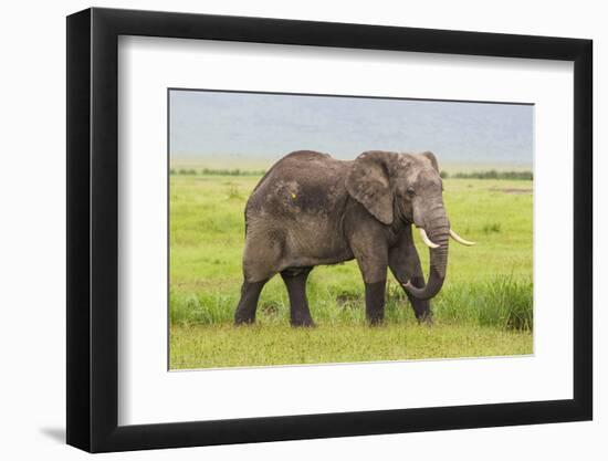 Africa. Tanzania. African elephant at the crater in the Ngorongoro Conservation Area.-Ralph H. Bendjebar-Framed Photographic Print