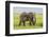 Africa. Tanzania. African elephant at the crater in the Ngorongoro Conservation Area.-Ralph H. Bendjebar-Framed Photographic Print