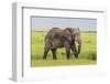 Africa. Tanzania. African elephant at the crater in the Ngorongoro Conservation Area.-Ralph H. Bendjebar-Framed Photographic Print