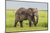 Africa. Tanzania. African elephant at the crater in the Ngorongoro Conservation Area.-Ralph H. Bendjebar-Mounted Photographic Print