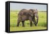 Africa. Tanzania. African elephant at the crater in the Ngorongoro Conservation Area.-Ralph H. Bendjebar-Framed Stretched Canvas