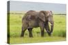 Africa. Tanzania. African elephant at the crater in the Ngorongoro Conservation Area.-Ralph H. Bendjebar-Stretched Canvas