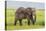 Africa. Tanzania. African elephant at the crater in the Ngorongoro Conservation Area.-Ralph H. Bendjebar-Stretched Canvas