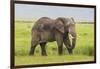 Africa. Tanzania. African elephant at the crater in the Ngorongoro Conservation Area.-Ralph H. Bendjebar-Framed Photographic Print