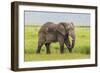 Africa. Tanzania. African elephant at the crater in the Ngorongoro Conservation Area.-Ralph H. Bendjebar-Framed Photographic Print