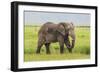 Africa. Tanzania. African elephant at the crater in the Ngorongoro Conservation Area.-Ralph H. Bendjebar-Framed Photographic Print