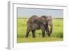 Africa. Tanzania. African elephant at the crater in the Ngorongoro Conservation Area.-Ralph H. Bendjebar-Framed Photographic Print