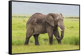 Africa. Tanzania. African elephant at the crater in the Ngorongoro Conservation Area.-Ralph H. Bendjebar-Framed Stretched Canvas