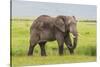 Africa. Tanzania. African elephant at the crater in the Ngorongoro Conservation Area.-Ralph H. Bendjebar-Stretched Canvas