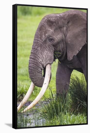 Africa. Tanzania. African elephant at the crater in the Ngorongoro Conservation Area.-Ralph H. Bendjebar-Framed Stretched Canvas