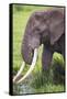 Africa. Tanzania. African elephant at the crater in the Ngorongoro Conservation Area.-Ralph H. Bendjebar-Framed Stretched Canvas