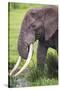 Africa. Tanzania. African elephant at the crater in the Ngorongoro Conservation Area.-Ralph H. Bendjebar-Stretched Canvas