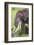 Africa. Tanzania. African elephant at the crater in the Ngorongoro Conservation Area.-Ralph H. Bendjebar-Framed Photographic Print