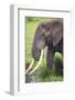 Africa. Tanzania. African elephant at the crater in the Ngorongoro Conservation Area.-Ralph H. Bendjebar-Framed Photographic Print