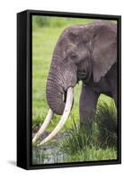 Africa. Tanzania. African elephant at the crater in the Ngorongoro Conservation Area.-Ralph H. Bendjebar-Framed Stretched Canvas