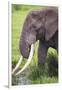 Africa. Tanzania. African elephant at the crater in the Ngorongoro Conservation Area.-Ralph H. Bendjebar-Framed Photographic Print