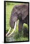 Africa. Tanzania. African elephant at the crater in the Ngorongoro Conservation Area.-Ralph H. Bendjebar-Framed Photographic Print