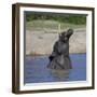 Africa. Tanzania. African elephant bathing at Ndutu, Serengeti National Park.-Ralph H. Bendjebar-Framed Photographic Print