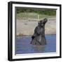 Africa. Tanzania. African elephant bathing at Ndutu, Serengeti National Park.-Ralph H. Bendjebar-Framed Photographic Print