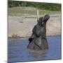 Africa. Tanzania. African elephant bathing at Ndutu, Serengeti National Park.-Ralph H. Bendjebar-Mounted Photographic Print