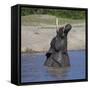 Africa. Tanzania. African elephant bathing at Ndutu, Serengeti National Park.-Ralph H. Bendjebar-Framed Stretched Canvas