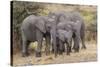 Africa. Tanzania. African elephants at Serengeti National Park.-Ralph H. Bendjebar-Stretched Canvas