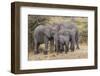 Africa. Tanzania. African elephants at Serengeti National Park.-Ralph H. Bendjebar-Framed Photographic Print