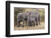 Africa. Tanzania. African elephants at Serengeti National Park.-Ralph H. Bendjebar-Framed Photographic Print