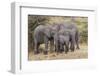 Africa. Tanzania. African elephants at Serengeti National Park.-Ralph H. Bendjebar-Framed Photographic Print