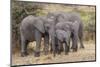 Africa. Tanzania. African elephants at Serengeti National Park.-Ralph H. Bendjebar-Mounted Photographic Print