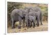 Africa. Tanzania. African elephants at Serengeti National Park.-Ralph H. Bendjebar-Framed Photographic Print