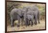 Africa. Tanzania. African elephants at Serengeti National Park.-Ralph H. Bendjebar-Framed Photographic Print